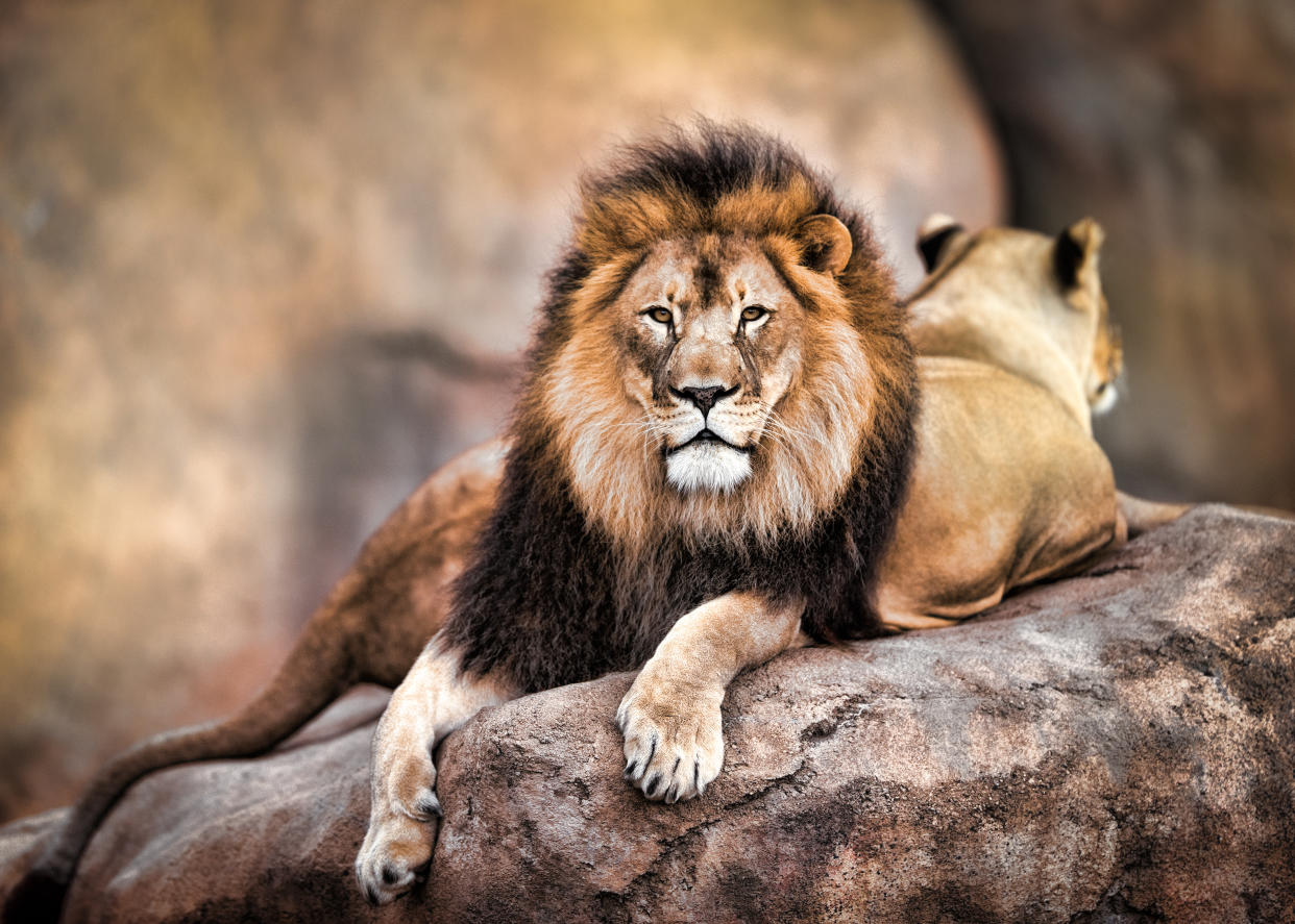 In Südafrika werden zum Teil eigens Löwen gezüchtet, um sie dann zur Jagd für Touristen freizugeben. (Symbolbild: Getty)