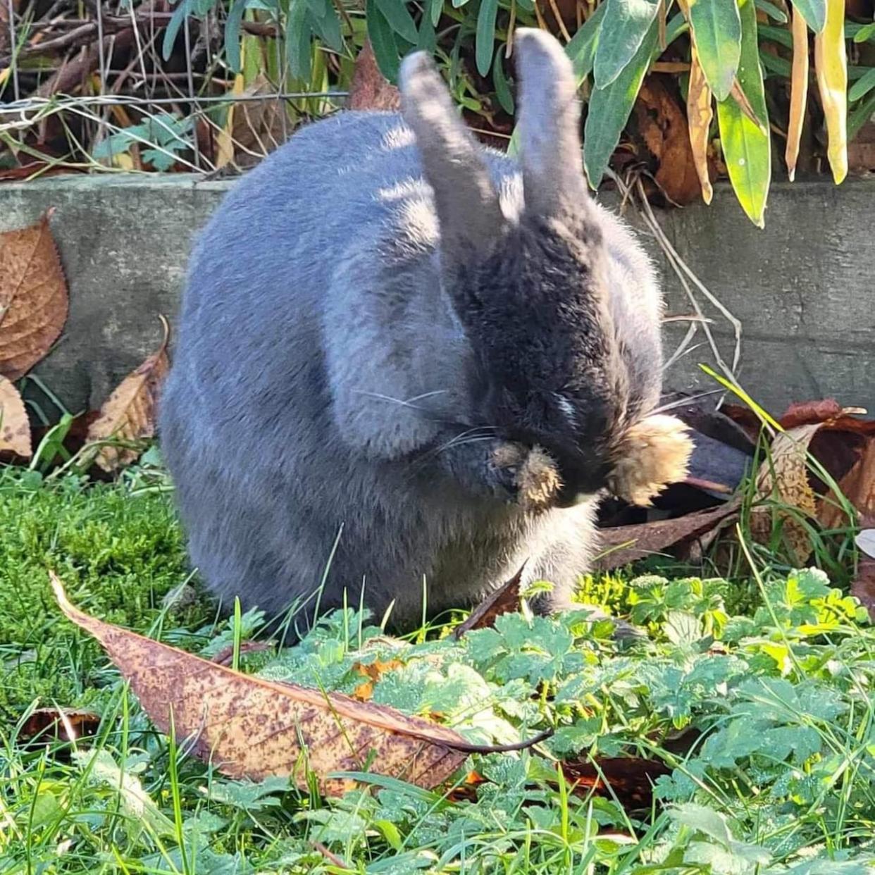 One of the rabbits removed from Granville Island by the Rabbitats Rescue Society. (Rabbitats Rescue Society - image credit)