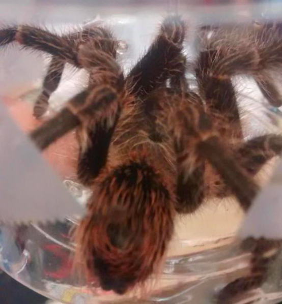 Shock: Hospital staff trapped the spider before it ran away (RSPCA)