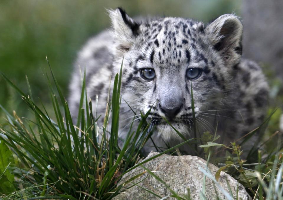 A three month old snow leopard cub is seen at the Brookfield Zoo in Brookfield, Illinois