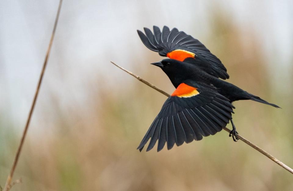 Bird spreading wings with red and yellow badges