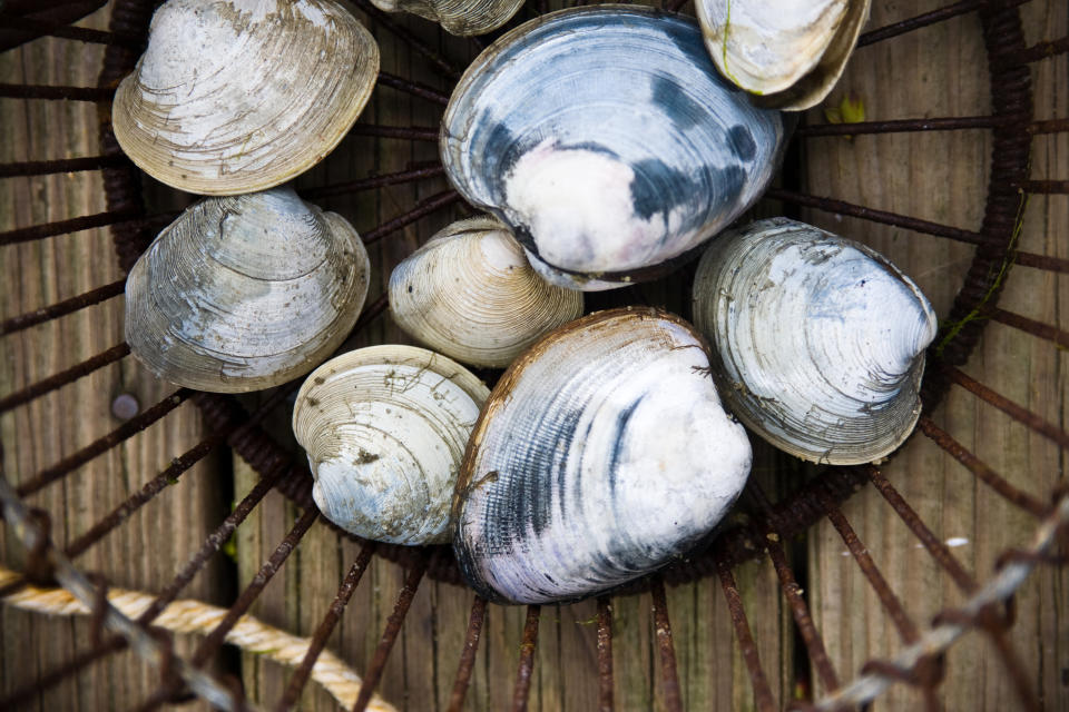 Among Goldman's favorite foods are quahogs, a hard-shelled clam found near his childhood home on Cape Cod. (Photo: Getty Creative)