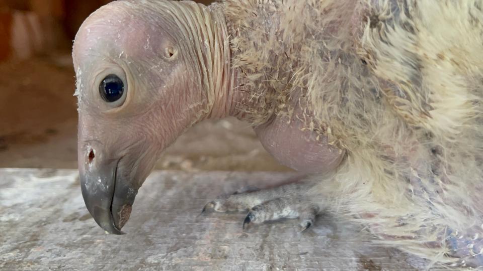 The San Diego Zoo Wildlife Alliance recently welcomed its 250th California condor chick, marking a significant moment for a species that was once on the brink of extinction.