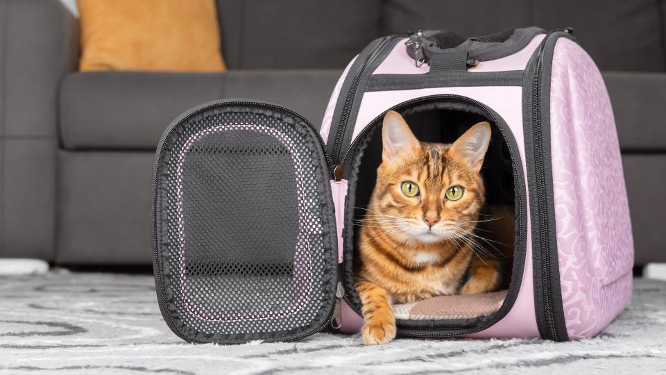 Cat in carrier