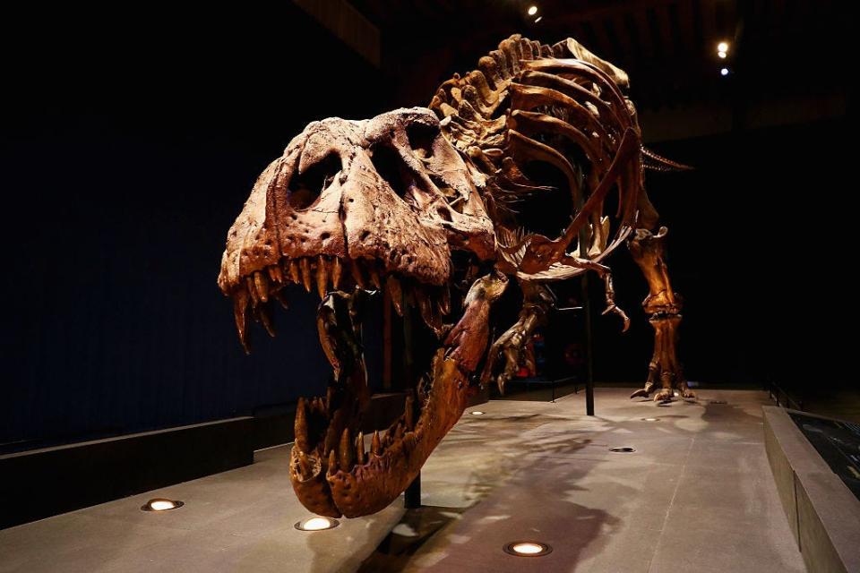 T. rex dinosaur bones on display.