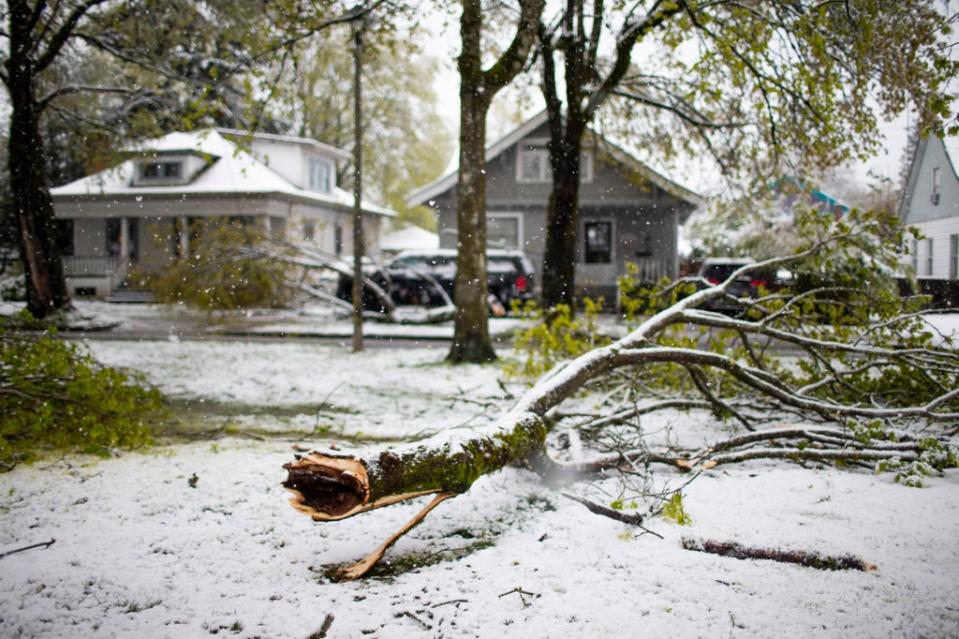 The weight of snow brought down several large tree branches on SE 72nd Ave., just north of Foster. Several inches of snow fell in the Portland, Ore., area on Monday, April 11, 2022, the latest date the city has seen snow in at least 80 years. (Dave Killen/The Oregonian via AP) (AP)