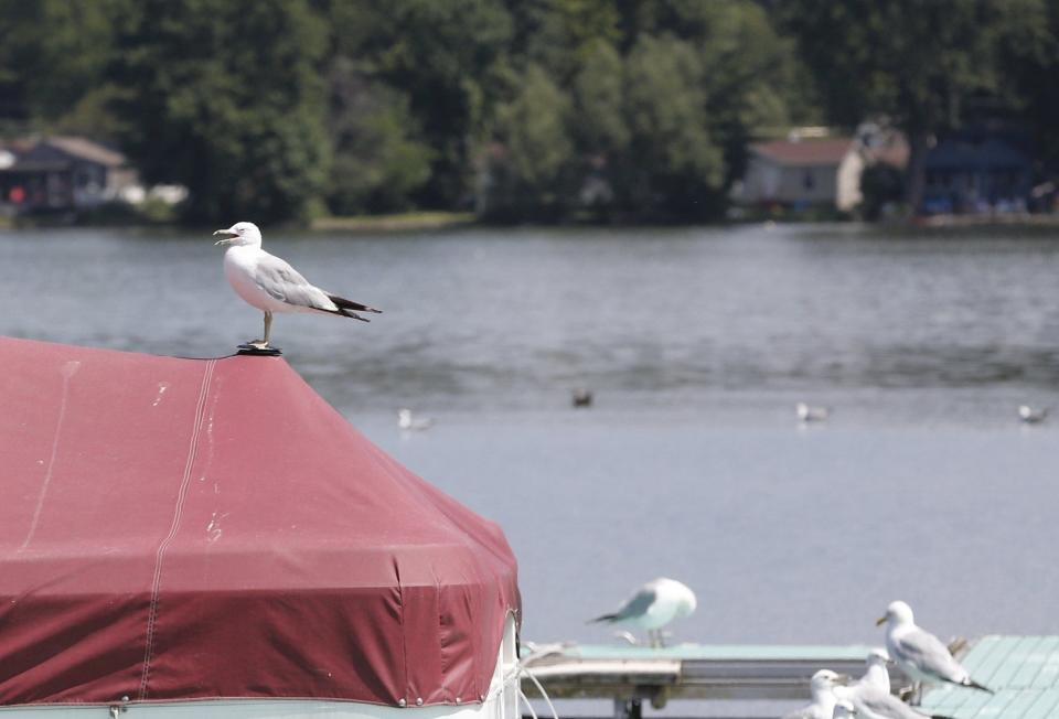 A seagull stands atop a covered boat docked at the Lakemore Recreation Park in Lakemore.