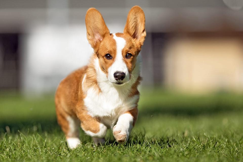 Pembroke Welsh Corgi running in grass