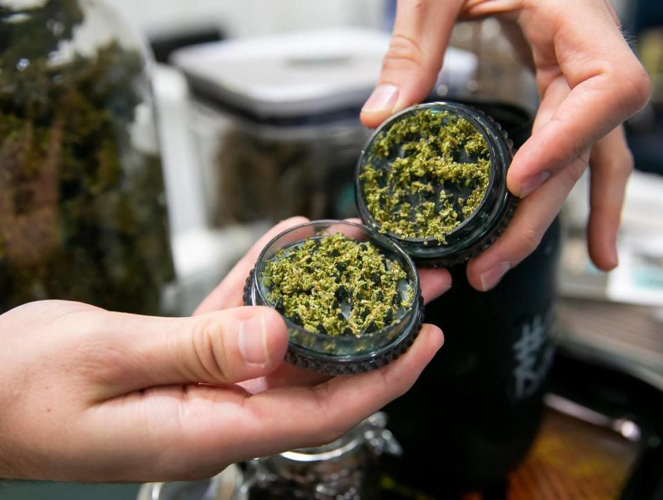 Chad Davis, an employee at Boveda, grinds “Bubba Kush” an indica marijuana strain at his booth during the 6th Annual Cannabis Lab Conference & Expo at the Hyatt Regency Miami on Friday, June 3, 2022 in downtown Miami, Fla.