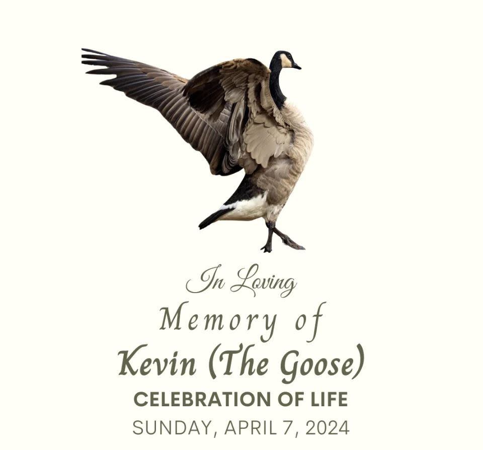 Steve Heer took the iconic photo of Kevin the Goose featured in the poster for the bird's celebration of life. Hundreds are expected to gather.