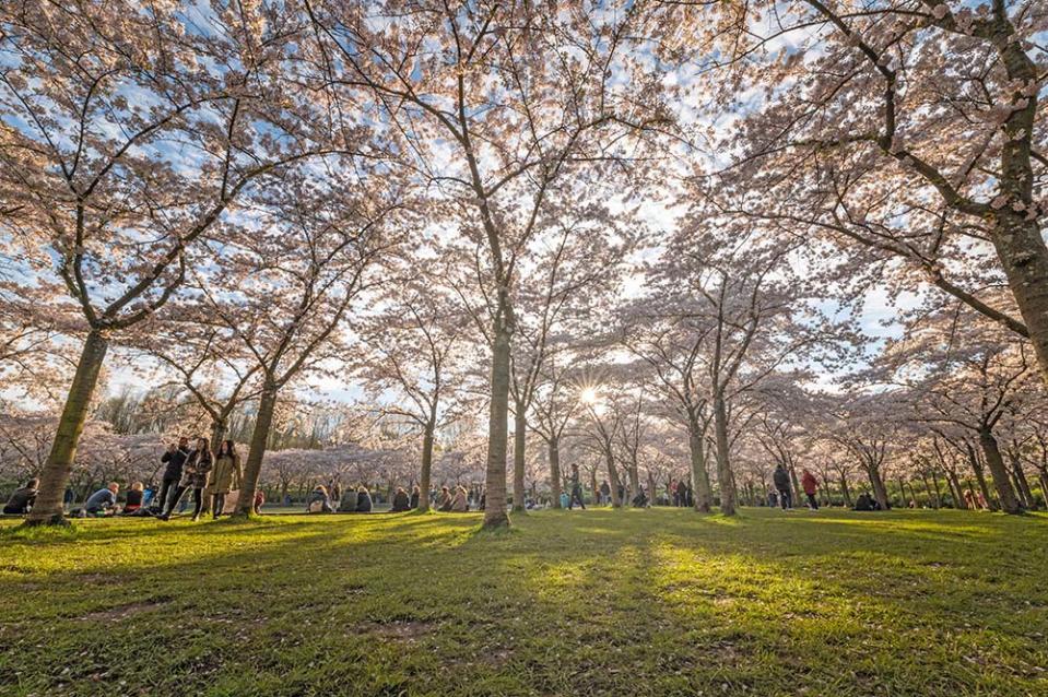 開花公園（Image Source : Getty Creative）