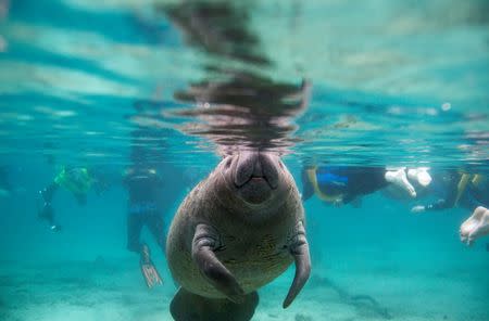 A Florida manatee swims in the Three Sisters Springs while under the watchful eye of snorkelers in Crystal River, Florida January 15, 2015. REUTERS/Scott Audette
