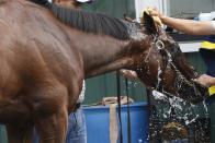 Kentucky Derby and Preakness Stakes winner American Pharoah is bathed following his morning workout at Belmont Park in Elmont, New York June 3, 2015. REUTERS/Shannon Stapleton