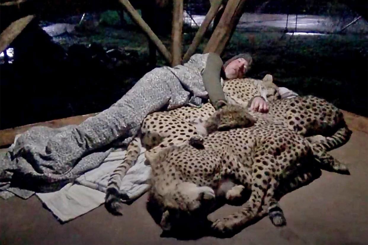 man sleeping with 3 adult cheetahs