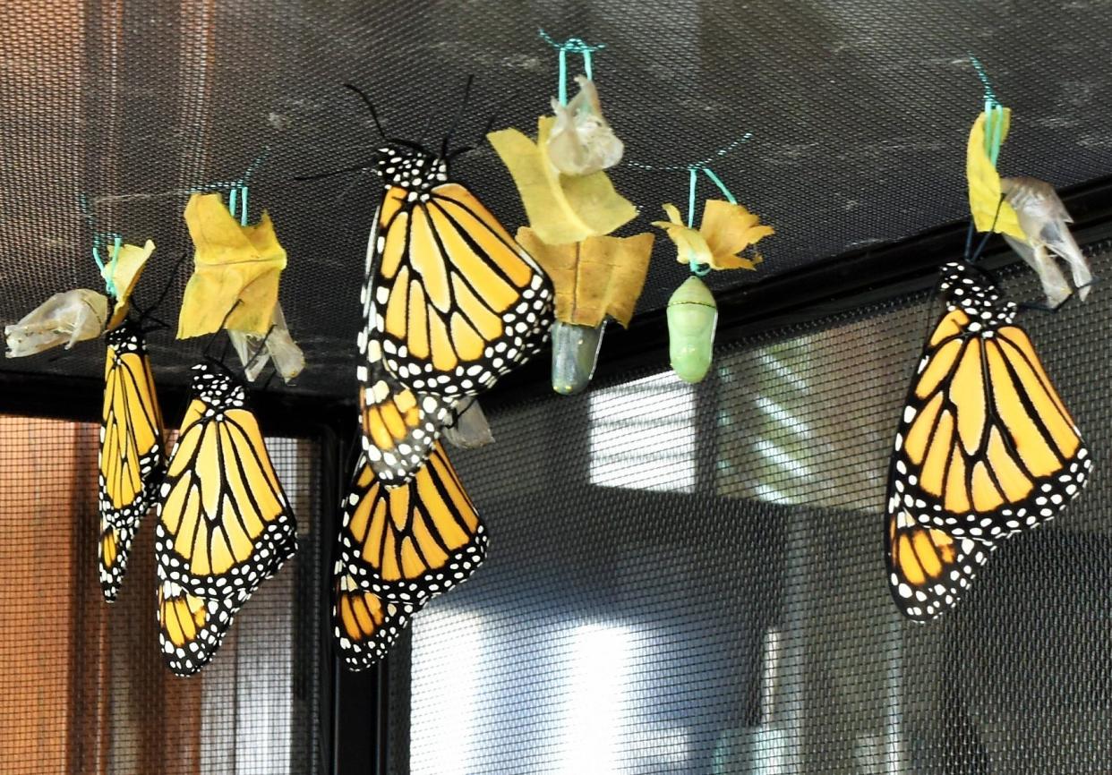 These monarch butterflies at the Eubanks home near Solon emerged from their chrysalides and were soon ready to be released into the wild to feed and breed.