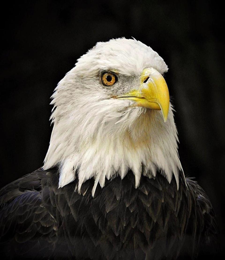 "Shenandoah," a majestic bald eagle at the Palm Beach Zoo, was humanely euthanized after rapid decline in health.