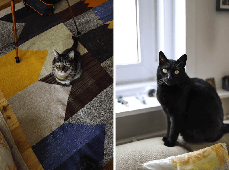 diptych photo, photo on the left is a tabby cat sitting on colorful rug and the photo on the right is a black cat on back of sofa