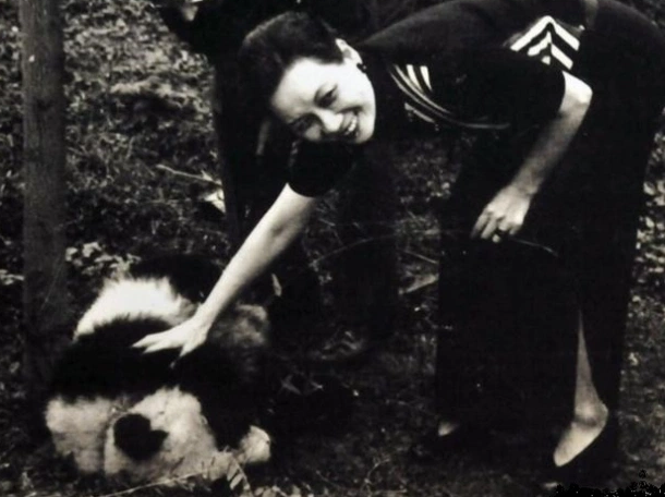 熊貓外交的歷史，最早可追溯回1941年，宋美齡和宋靄齡代表中華民國政府向美方贈送一對貓熊，以對其救濟二戰中的中國難民表示感謝。（翻攝自網路）