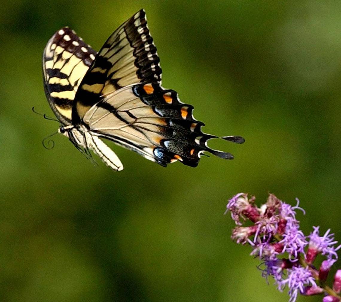 An Eastern tiger swallowtail butterfly, South Carolina’s state butterfly, takes off from a wildflower. PHIL COALE/AP