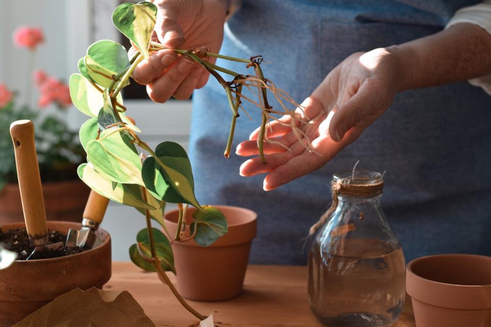 A home gardener's hands holding pothos plant cuttings with roots ready to be propagated in water.