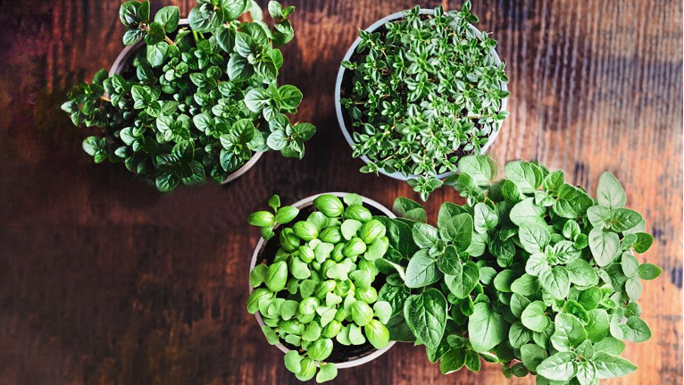 Container garden ideas: Mini pots filled with herb plants like thyme, basil, oregano and mint 