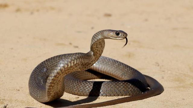 That was awesome': Nick 'The Honey Badger' Cummins gets bitten by a snake  and loves it