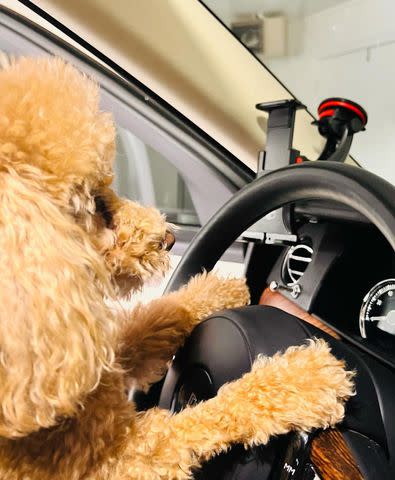 <p>Nicole Kidman Instagram</p> Nicole Kidman posts a photo of Julian with his paws on the wheel of her car while in park.