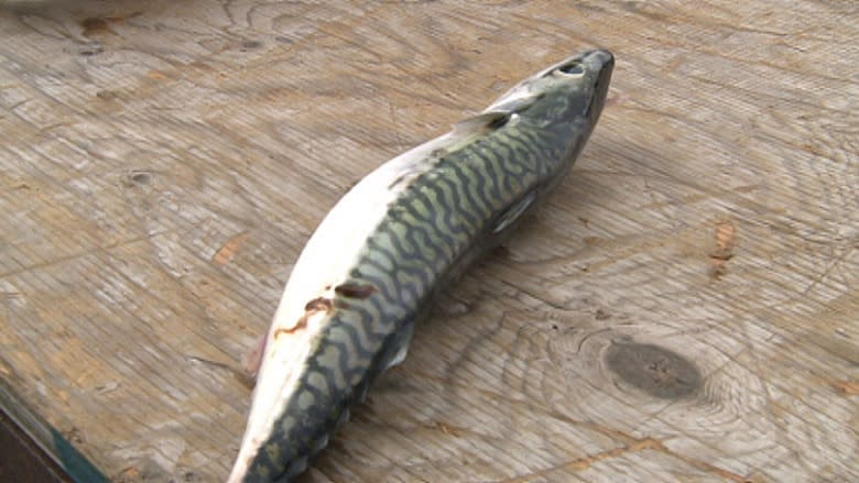 Mackerel fishery closed unexpectedly, leaving some fishermen short bait