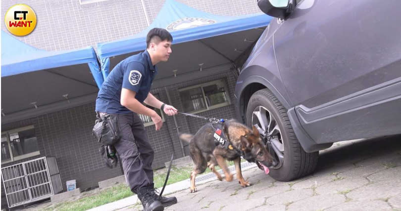 弟寶訓練紮實，總能第一時間嗅聞到火藥味道，並坐下警示領犬員發現異物。（圖／本刊影音組）