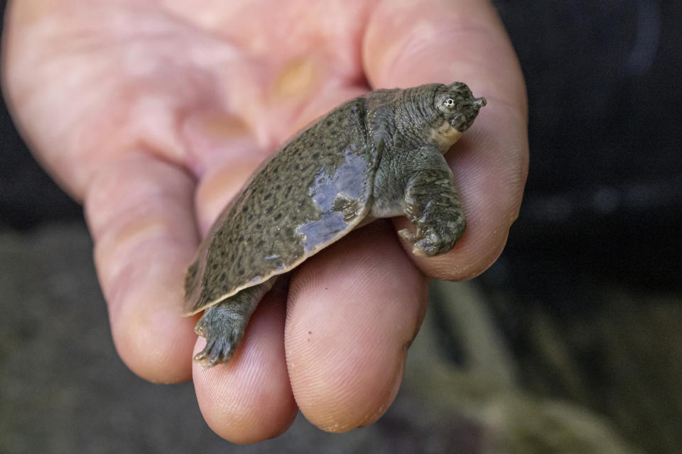 This Aug. 16, 2022, photo provided by San Diego Wildlife Alliance, shows an Indian narrow-headed softshell turtle at the San Diego Zoo. The rare and endangered turtle species has finally bred at the San Diego Zoo, as officials announced on Monday, Oct. 3, 2022, the arrival of 41 tiny Indian narrow-headed softshell turtle hatchlings. Officials say the hatchings make the alliance the first accredited conservation organization in North America to hatch the endangered turtles. (Ken Bohn/San Diego Zoo Wildlife Alliance via AP)