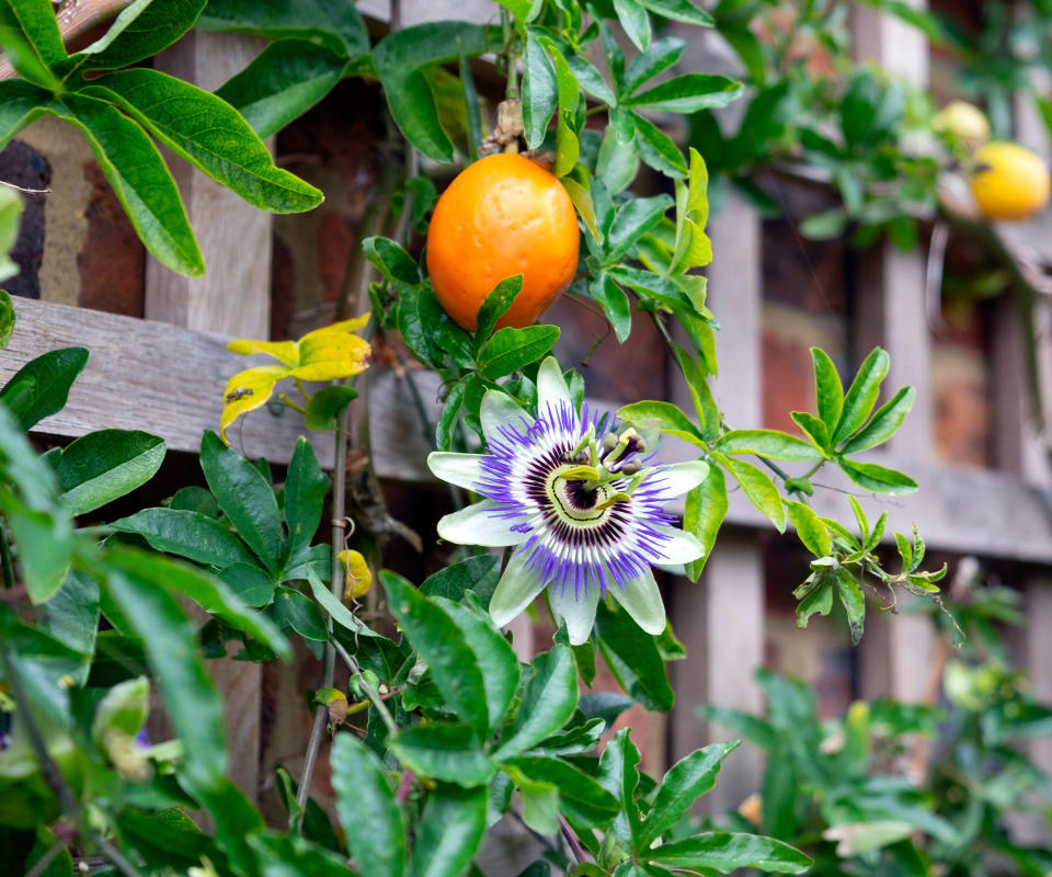 front yard plants including passion flower climbing up trellis