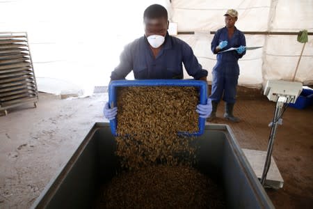 An employee empties a container full of black soldier fly larvae before they are weighed, at the Sanergy organics recycling facility near Nairobi