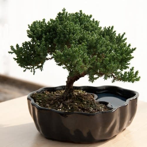 Way more interesting than a potted succulent, and possibly even less expensive. <a rel="nofollow noopener" href="https://www.amazon.com/9GreenBox-com-Zen001-Reflections-Juniper-Bonsai/dp/B00K57JJ96/" target="_blank" data-ylk="slk:SHOP NOW;elm:context_link;itc:0;sec:content-canvas" class="link ">SHOP NOW</a>: Zen Reflections Juniper Bonsai by 9GreenBox.com, $16