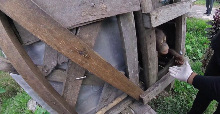 Kotap reached a hand out to her rescuer after spending two years inside the wooden box (International Animal Rescue)