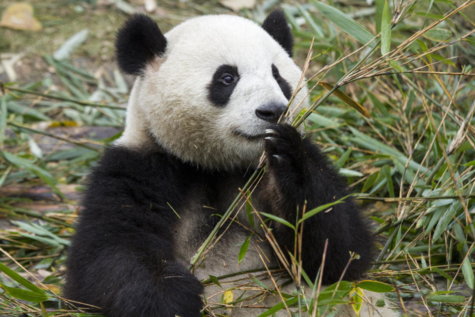 China, Sichuan Province, Chengdu, Giant Panda Bear (Ailuropoda melanoleuca) feeding on bamboo shoots at Chengdu Research Base of Giant Panda Breeding