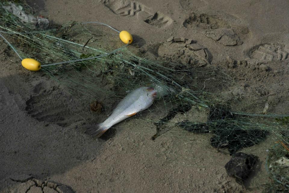 Un pez junto con basura en una red de pescadores en la playa de Cavero en Ventanilla, Perú, el lunes 15 de enero de 2024. Dos días después de lo que las autoridades consideran el peor derrame de petróleo en la historia de Perú, las playas siguen cerradas para los turistas y y el sustento de los pescadores está destruido. (AP Foto/Guadalupe Pardo)