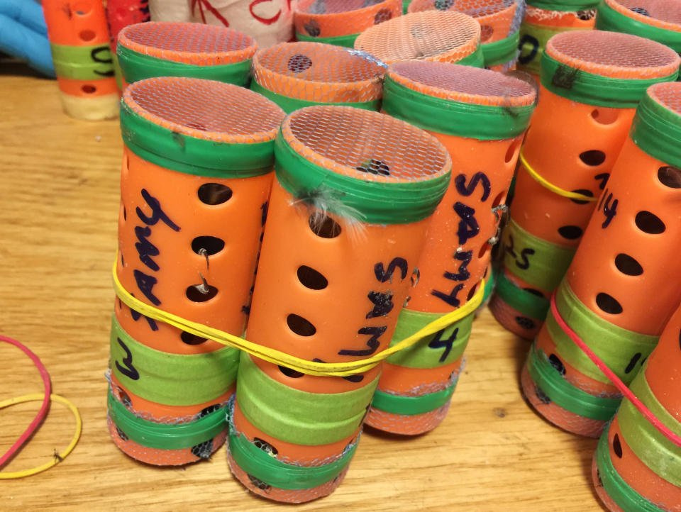 In this photo provided by the U.S. Customs and Border Protection, some of the 70 live finches hidden inside hair rollers found Saturday, Dec. 8, 2018, at New York’s John F. Kennedy International Airport are displayed. Authorities say a passenger arriving from Guyana had the songbirds in a duffel bag. (U.S. Customs and Border Protection via AP)