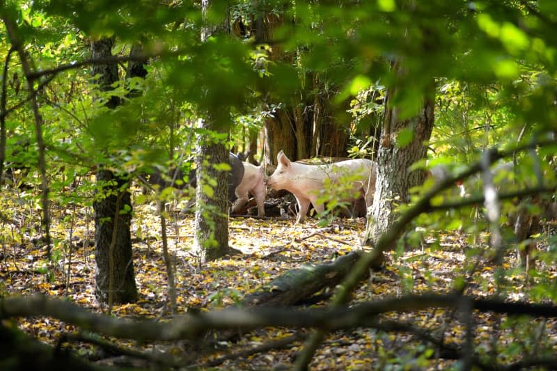 Pigs grazing in the woodlands on the farm.