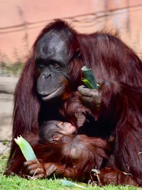 The Little Rock Zoo welcomes a bouncing baby orangutan (Image courtesy of Catherine Hopkins/Little Rock Zoo)