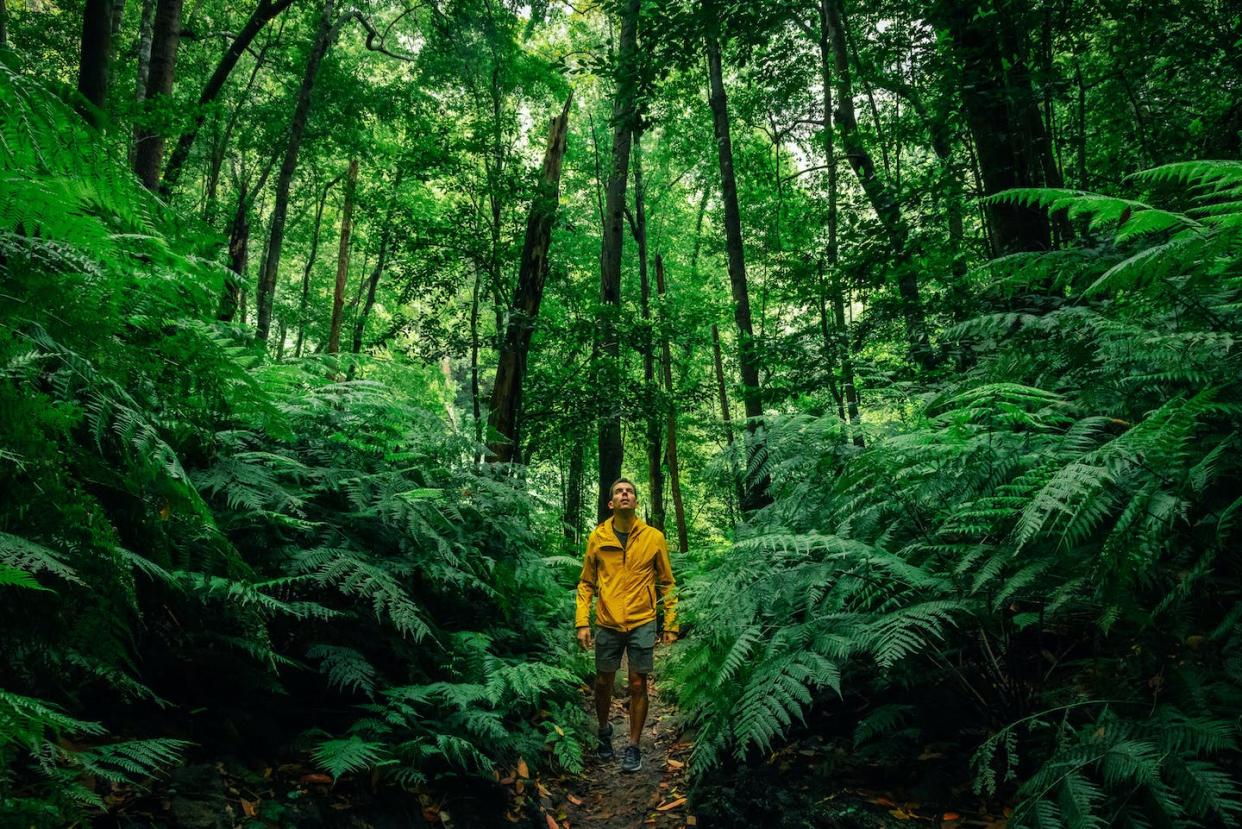 Science shows that humans are happier and healthier around other animal and plant species. <a href="https://www.gettyimages.com/detail/photo/hiker-with-yellow-coat-walking-in-the-deep-forest-royalty-free-image/1323397248?adppopup=true" rel="nofollow noopener" target="_blank" data-ylk="slk:Artur Debat/Moment via Getty Images;elm:context_link;itc:0;sec:content-canvas" class="link ">Artur Debat/Moment via Getty Images</a>