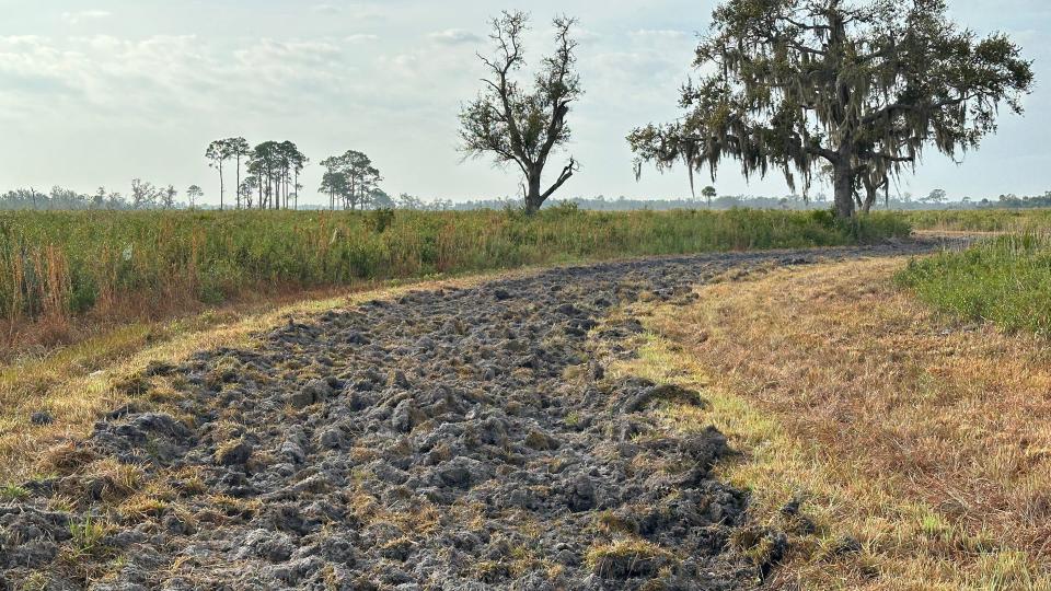 Deep Hole Road, the trail that leads to Deep Hole at the Wilderness Preserve at Myakka River State Park was plowed recently, turning what should have been an easy 2.2-mile walk into a chore.