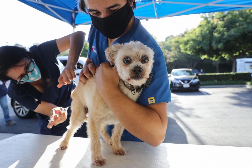 Veterinary technicians vaccinate a dog outside the vehicle at a drive-through pet vaccine clinic at Mission Viejo Animal Services Center amid the COVID-19 pandemic on June 23, 2020 in Mission Viejo, California. 