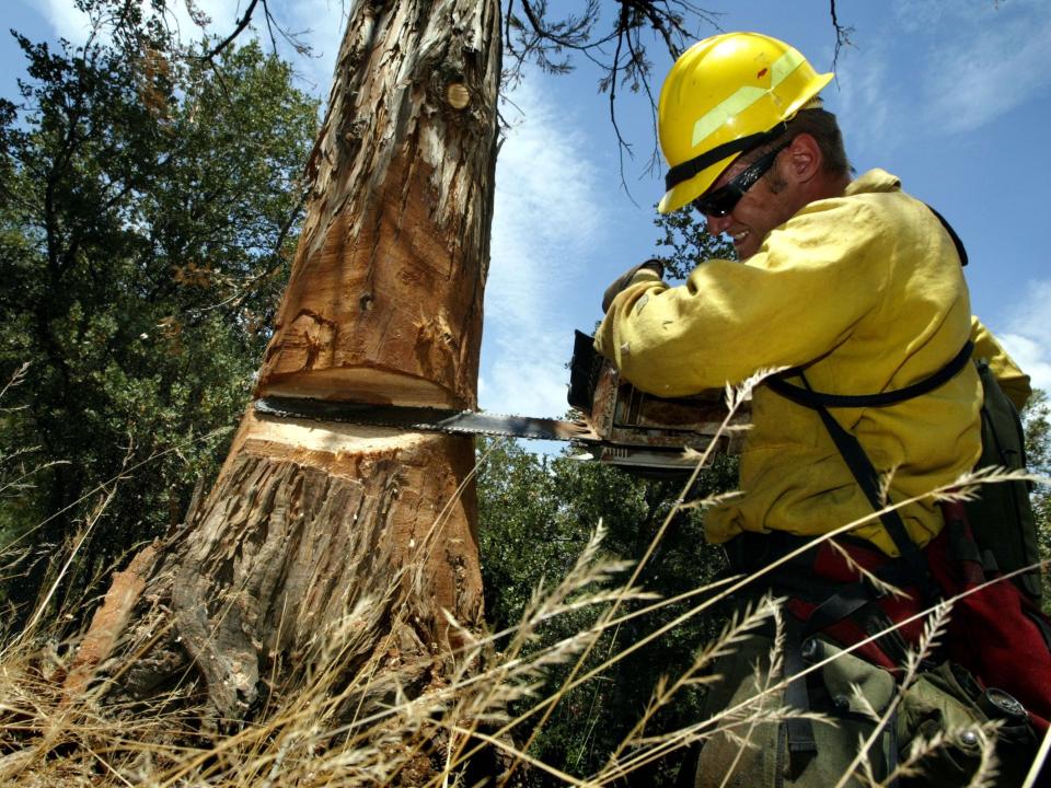 logger cutting tree