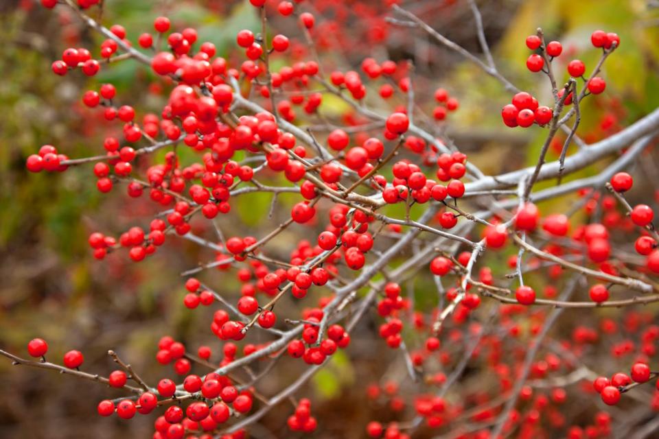 A branch of red winterberry in the winter. 
