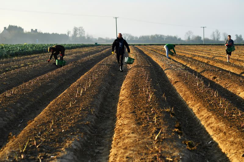 Local residents pick asparagus as they work at Dyas Farms in Sevenscore