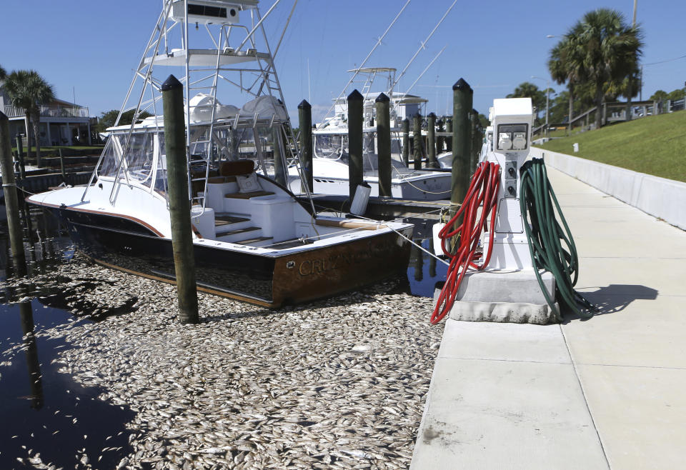FILE- In this Oct. 3, 2018 file photo, dead fish float caused by red tide in Mexico Beach, Fla. Florida is creating a public-private partnership to research how to control and alleviate red tide blooms. Republican Gov. Ron DeSantis signed a bill Thursday, June 20, 2019. that establishes a partnership between the Florida Fish and Wildlife Conservation Commission and Mote Marine Laboratory to research the blooms that have killed wildlife, caused respiratory problems and hurt tourism. (Patti Blake/News Herald via AP, File)