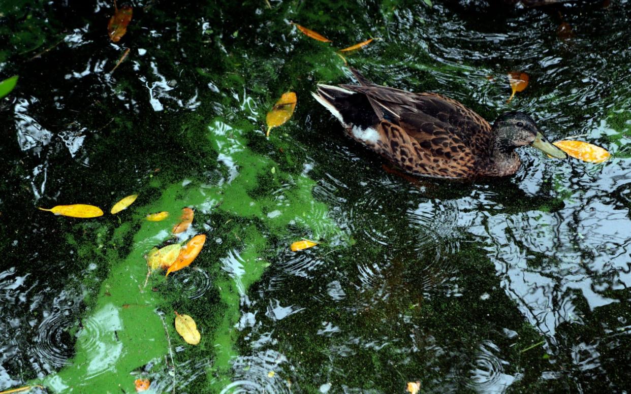 The foamy substance known as cyanobacteria, found in lakes and rivers, can be fatal if bathed in or drank - AP