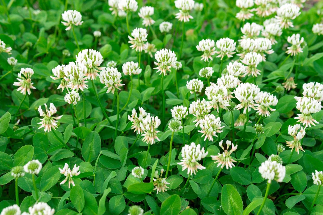 White clover Trifolium repens. green grass in the sunny park in the summer