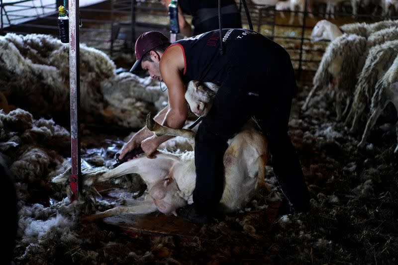 Foto del esquilador uruguayo Federico Ventura esquilando una oveja en Villafale, España, en medio de la pandemia de coronavirus