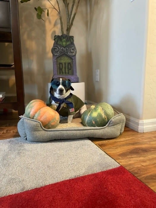 image of a dog sitting around pumpkins